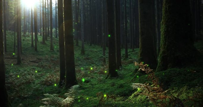 Fantasy fireflies in fairytale mossy forest landscape.