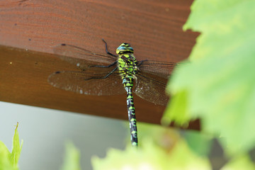 closeup of dragonfly sitting on a wooden plank