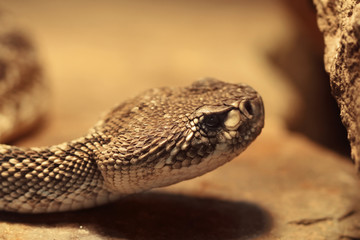 closeup of snake in rocky envrioment