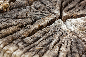 center cut section of wooden log bleached and split
