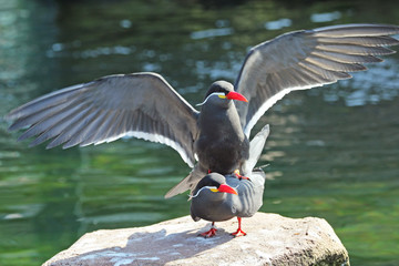 bird with spread wings sitting on another bird