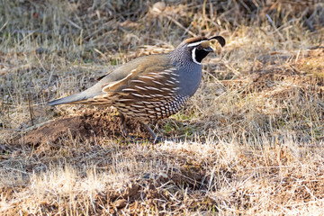 Quail at a California field