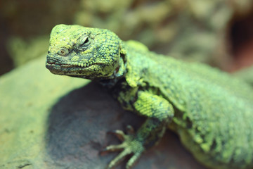 closeup of grumpy looking lizard