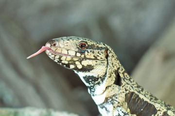 white and green lizard sticking out his tongue