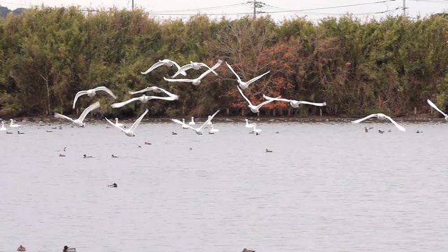 飛び立つ白鳥