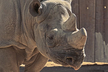 portrait of a wrinkled rhino