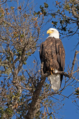 Bald eagle on a tree branch perch in California