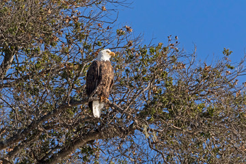 Bald eagle perch along lake shore