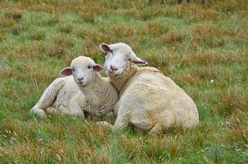 Obraz premium Sheep and Lamb