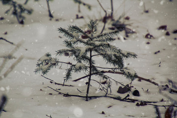 Saarland im Winter - Kleiner Tannenbaum im Schnee