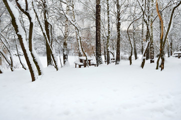 Trees covered with snow in the winter garden