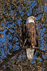Bald eagle standing on perch