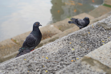 two pigeons on the stairs