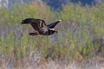 Bird juvenile bald eagle flying along California lake shore