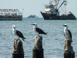 Sea birds in the harbour