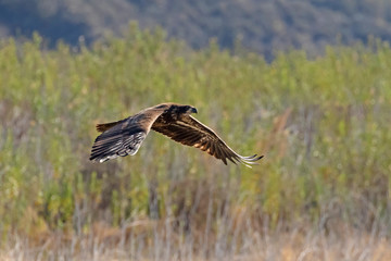 Bird juvenile bald eagle flying along California lake shore