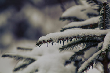Saarland im Winter - Tanne im Schnee
