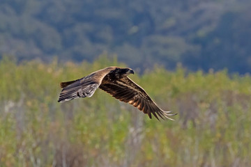Bird juvenile bald eagle flying low along lake shore