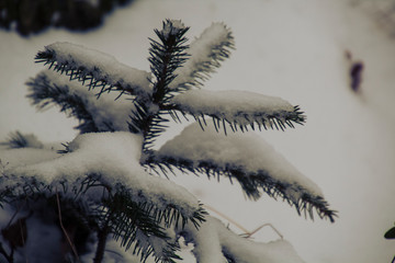 Saarland im Winter - Tanne im Schnee
