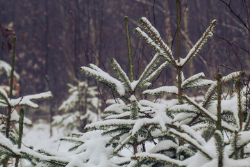Saarland im Winter - Tanne im Schnee