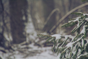 Saarland im Winter - Tanne im Schnee