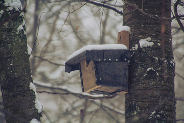 Saarland im Winter - Nistkasten für Vögel