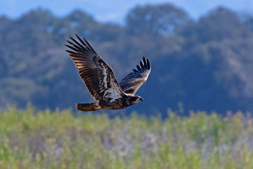Bird juvenile bald eagle flying at a California lake shore