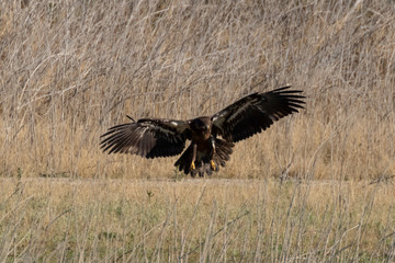 Bald eagle juvenile landing at lake shore