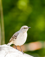 Mocking Bird