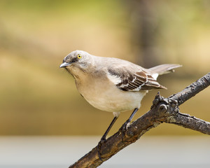 Mocking Bird