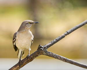 Mocking Bird