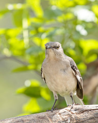 Mocking Bird