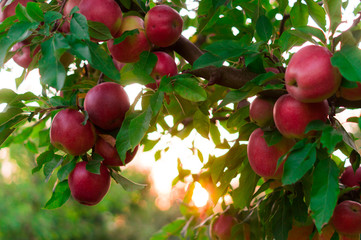 Obraz premium Apple on trees in fruit garden on sunset