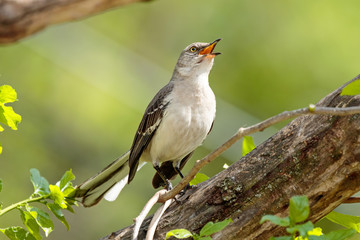 Mocking Bird