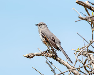 Mocking Bird