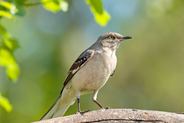 Mocking Bird