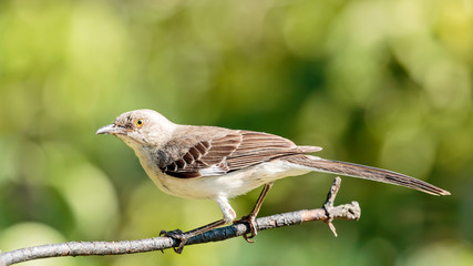 Mocking Bird