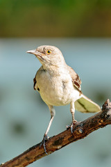 Mocking Bird