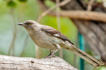 Mocking Bird