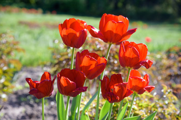 Obraz premium red tulips flowers - Tulipa X Hybrida hort. Oxford