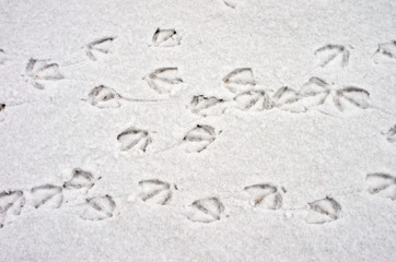 bird tracks in the snow