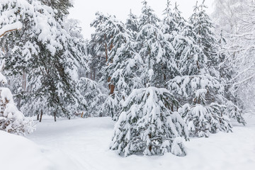 winter forest in the snow