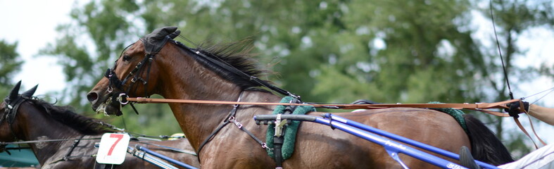 horse race backgrounds - Pferderennen