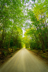 Fototapeta premium Quiet Road - Portrait