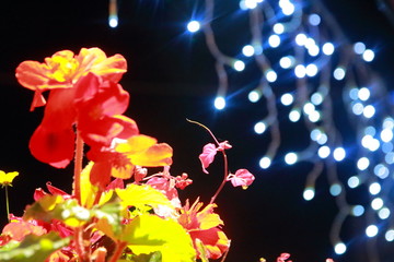 夜空に輝く真冬の美しいイルミネーションと南国の花