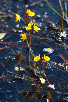 Bladderwort flowers (Utricularia vulgaris) above water surface