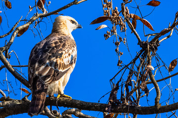 Young changeable hawk-eagle or crested hawk-eagle (Nisaetus cirrhatus) in Jim Corbett National Park, India