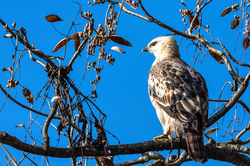 Young changeable hawk-eagle or crested hawk-eagle (Nisaetus cirrhatus) in Jim Corbett National Park, India