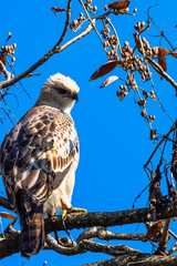 Young changeable hawk-eagle or crested hawk-eagle (Nisaetus cirrhatus) in Jim Corbett National Park, India
