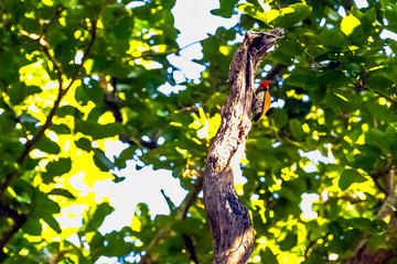 Black-rumped flameback (Dinopium benghalense), also known as the lesser golden-backed woodpecker or lesser goldenback in Jim Corbett National Park, India